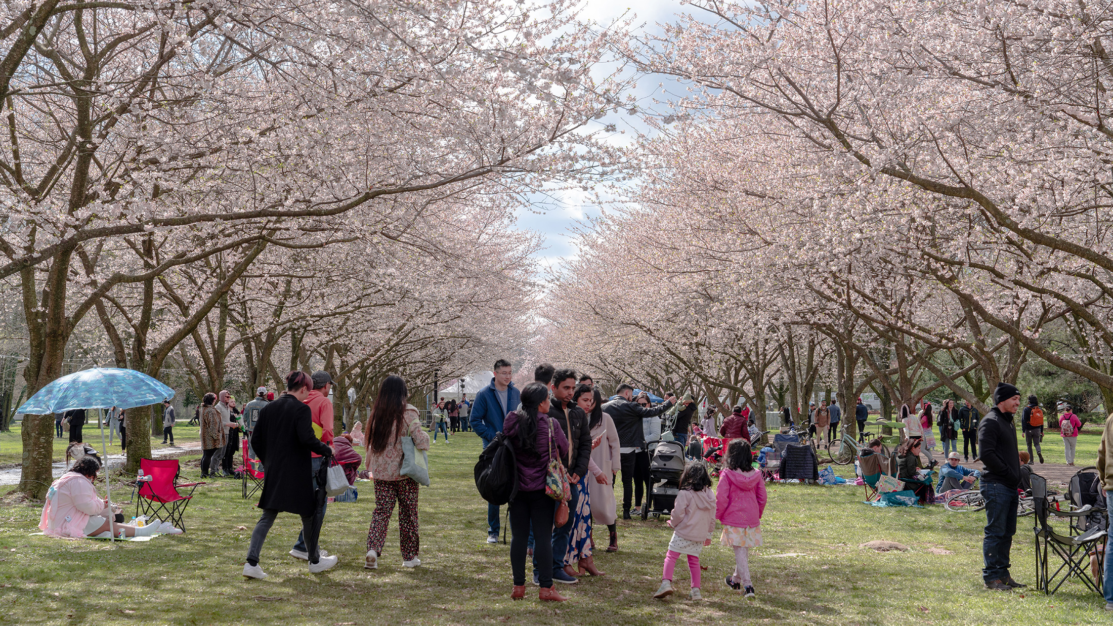 Les foules se promènent et pique-niquent sous les rangées de cerisiers roses en fleurs pendant le Subaru Cherry Blossom Festival (festival des cerisiers en fleurs de Subaru).