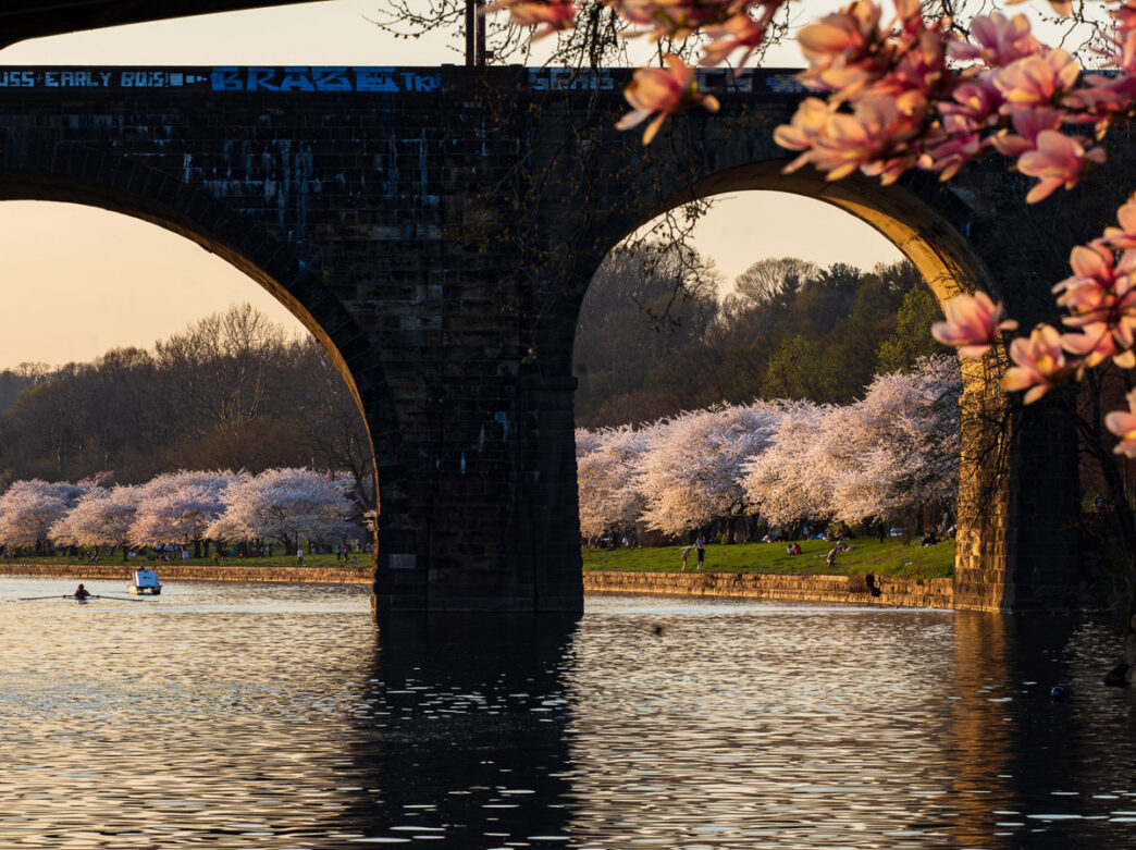Flores de cerezo rosadas cerca del río Schuylkill, enmarcadas por un puente de ladrillo.