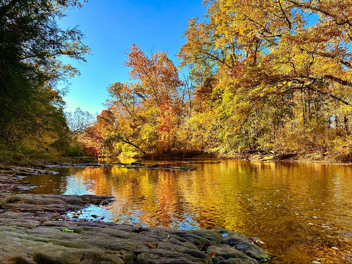 Autumn landscape at Evansburg State Park in Pennsylvania, showing a calm creek reflecting bright golden and orange fall foliage, with trees lining both banks under a clear blue sky and rocky shoreline in the foreground.