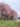Weeping cherry blossom trees bloom along Kelly Drive in Philadelphia as people relax on the grassy riverbank with the Schuylkill River, a bridge and the city skyline in the background.