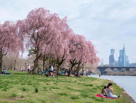 Weeping cherry blossom trees bloom along Kelly Drive in Philadelphia as people relax on the grassy riverbank with the Schuylkill River, a bridge and the city skyline in the background.