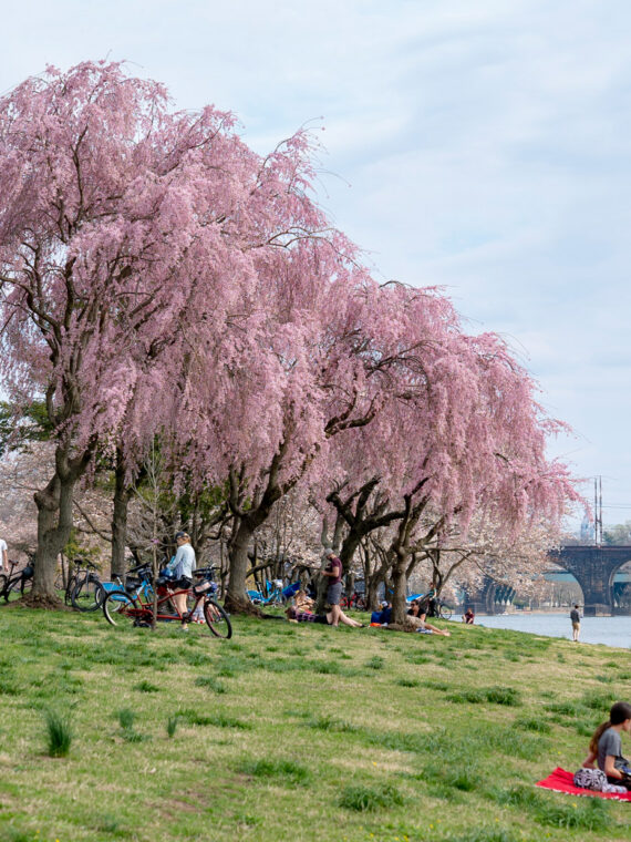 Weeping cherry blossom trees bloom along Kelly Drive in Philadelphia as people relax on the grassy riverbank with the Schuylkill River, a bridge and the city skyline in the background.