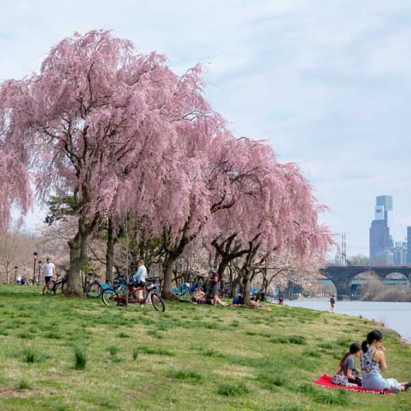 Weeping cherry blossom trees bloom along Kelly Drive in Philadelphia as people relax on the grassy riverbank with the Schuylkill River, a bridge and the city skyline in the background.
