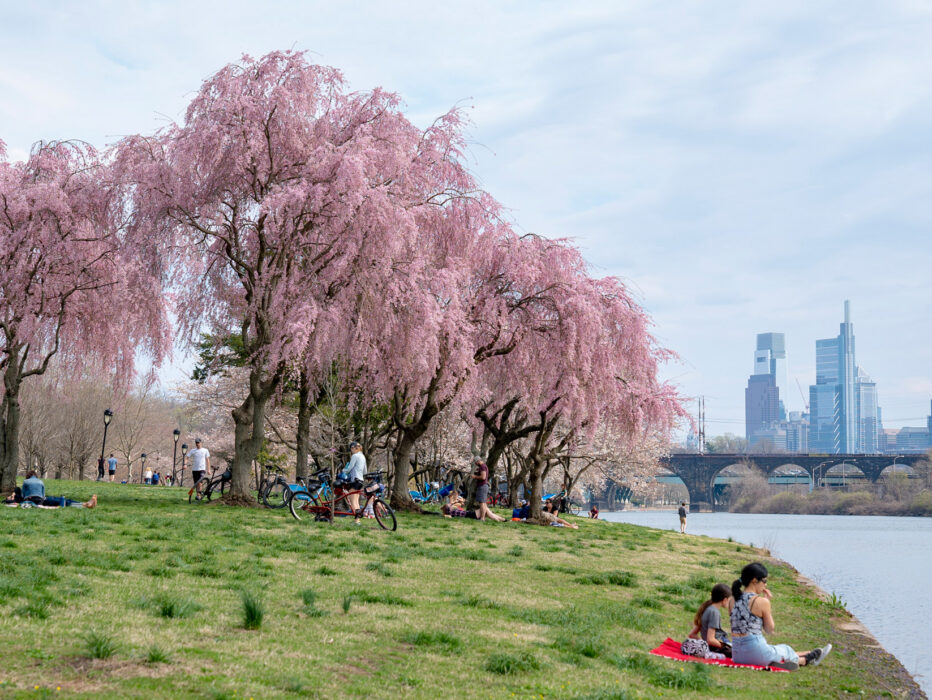 Weeping cherry blossom trees bloom along Kelly Drive in Philadelphia as people relax on the grassy riverbank with the Schuylkill River, a bridge and the city skyline in the background.