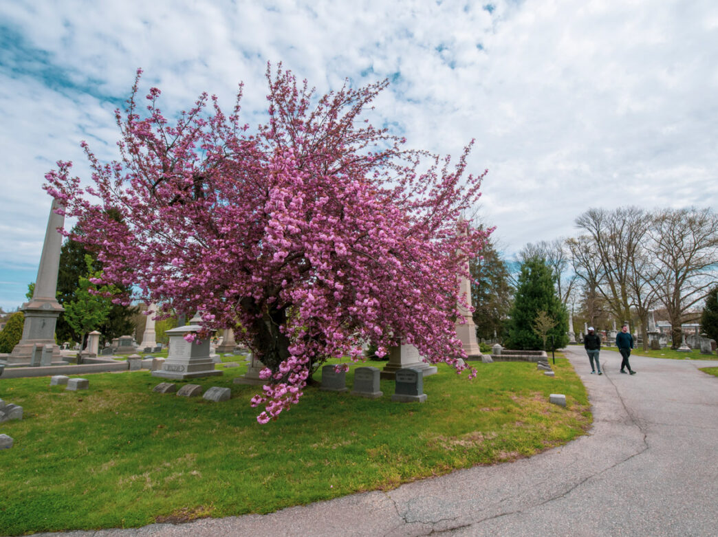 A vibrant pink cherry blossom tree blooms among historic headstones at Laurel Hill Cemetery East in Philadelphia, with two people walking along a nearby path.