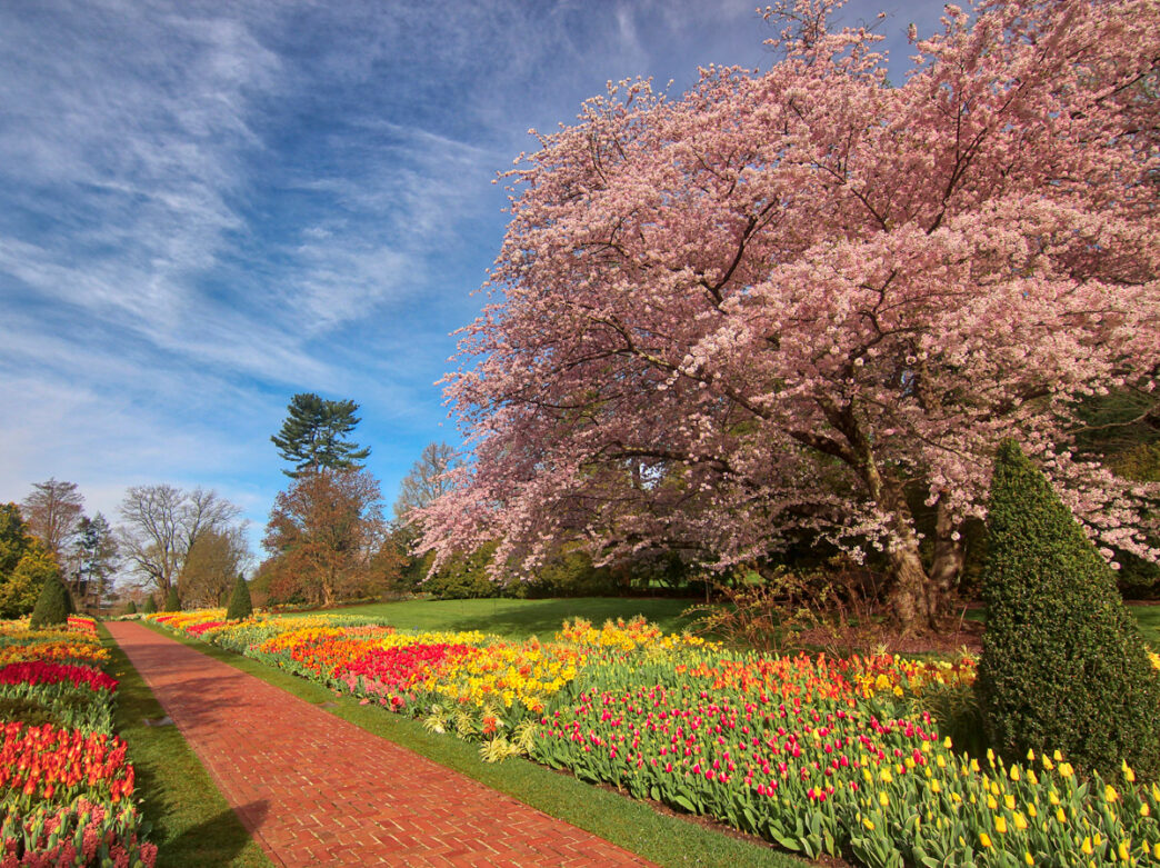 Un sendero de ladrillo serpentea entre vibrantes hileras de tulipanes rojos y amarillos bajo los cerezos en flor de color rosa en Longwood Gardens, Pensilvania, en un día despejado de primavera.