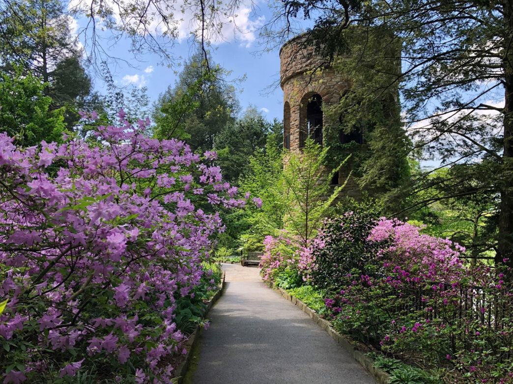 A garden path lined with blooming pink azaleas leads to a stone tower surrounded by lush greenery at Longwood Gardens on a sunny spring day.