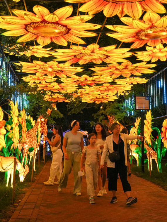 Visitors walk through a glowing tunnel of oversized sunflower lanterns and illuminated giraffe sculptures at the Philadelphia Chinese Lantern Festival at Franklin Square at night. Families explore the colorful pathway lined with animal and floral light displays beneath a canopy of hanging lights.
