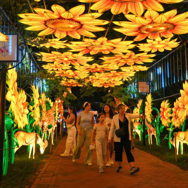 Visitors walk through a glowing tunnel of oversized sunflower lanterns and illuminated giraffe sculptures at the Philadelphia Chinese Lantern Festival at Franklin Square at night. Families explore the colorful pathway lined with animal and floral light displays beneath a canopy of hanging lights.