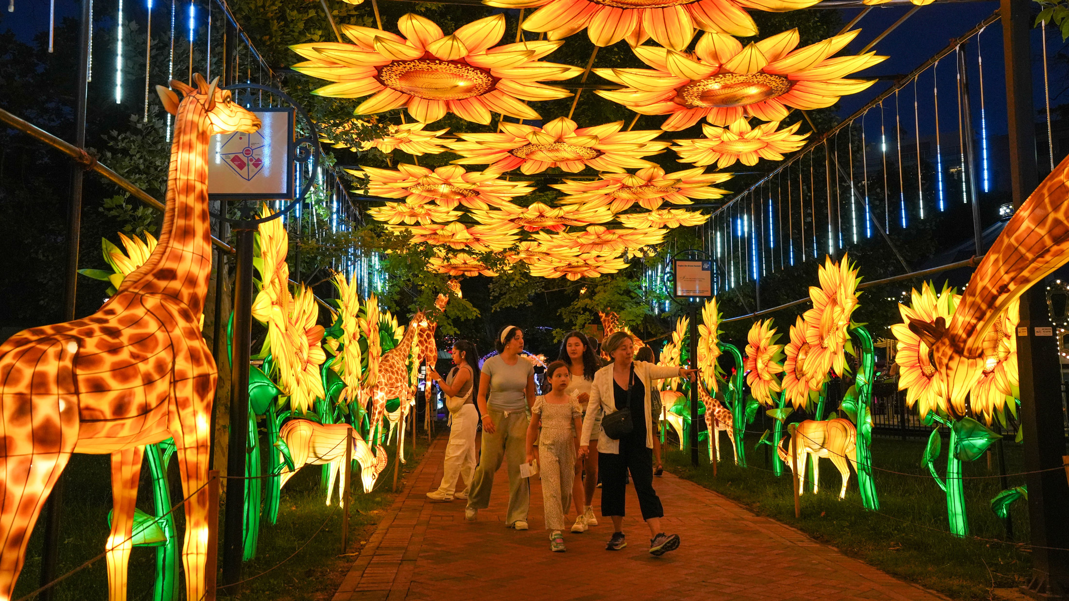 Visitors walk through a glowing tunnel of oversized sunflower lanterns and illuminated giraffe sculptures at the Philadelphia Chinese Lantern Festival at Franklin Square at night. Families explore the colorful pathway lined with animal and floral light displays beneath a canopy of hanging lights.