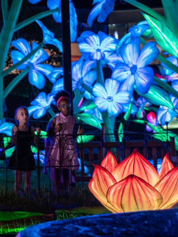 Children stare at a swan and flower lantern, glowing at night on a fountain. Blue lights illuminate the background.