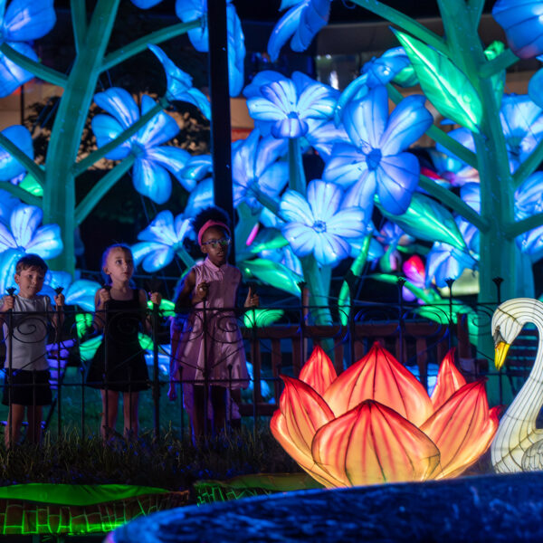 Children stare at a swan and flower lantern, glowing at night on a fountain. Blue lights illuminate the background.