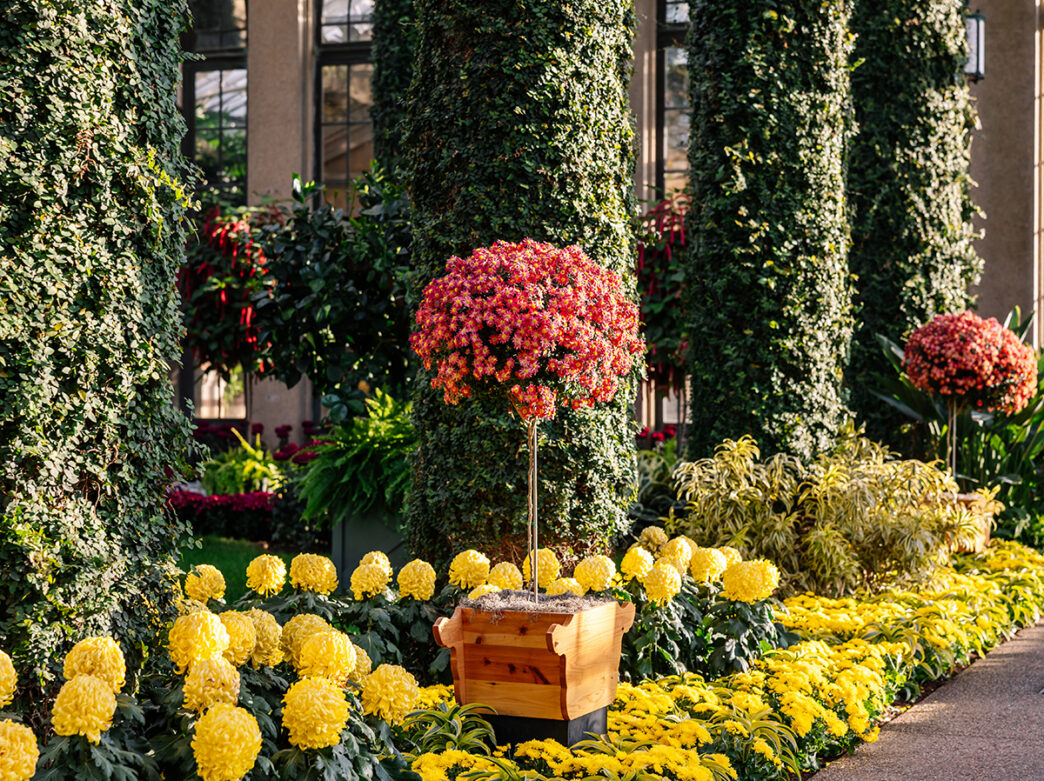 Bright yellow and red chrysanthemums fill a formal garden in an indoor conservatory surrounding tall, sculpted greenery.