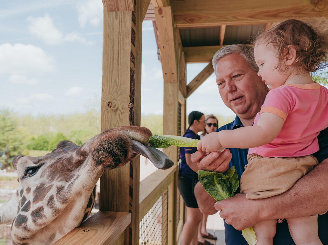 A young child held up by an adult reached out with a piece of lettuce to feed a giraffe at a zoo.