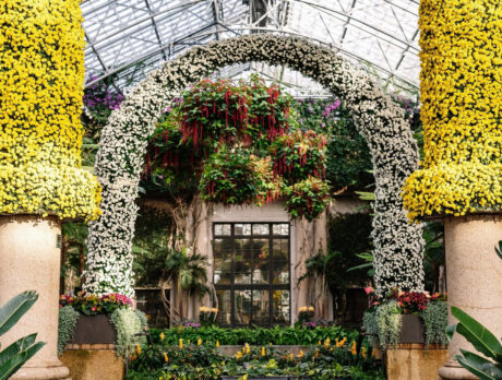 Towering columns and arches covered in yellow and white chrysanthemums frame a lush display inside the glass conservatory at Longwood Gardens.
