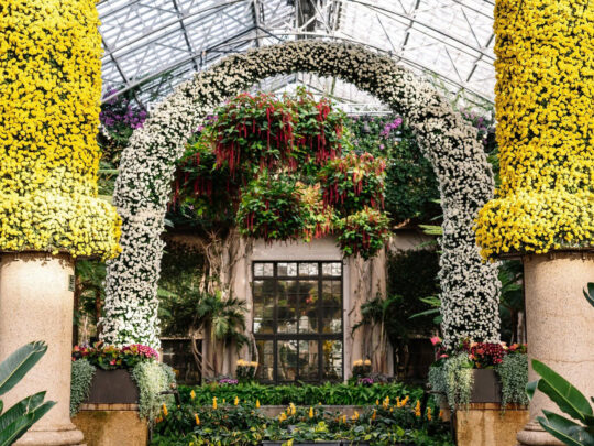Des colonnes imposantes et des arcades recouvertes de chrysanthèmes jaunes et blancs encadrent une composition florale somptueuse à l'intérieur de la serre vitrée du Longwood Gardens.