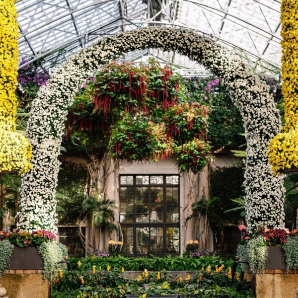 Imponentes columnas y arcos cubiertos de crisantemos amarillos y blancos enmarcan una exuberante exhibición dentro del invernadero de vidrio en Longwood Gardens.