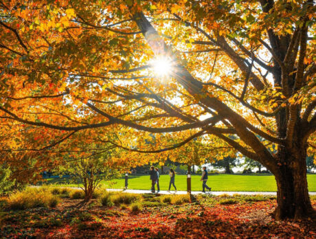 Sunlight streams through a large tree covered in bright orange and gold fall foliage as visitors walk along a path through the gardens.