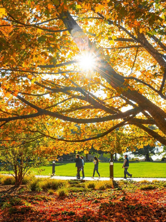 Sunlight streams through a large tree covered in bright orange and gold fall foliage as visitors walk along a path through the gardens.
