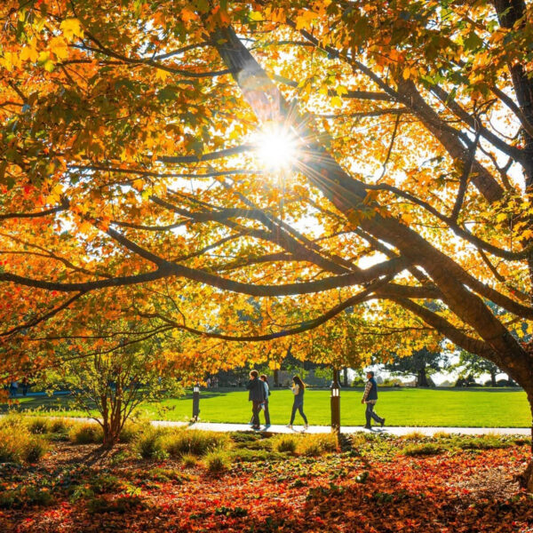 La luz del sol se filtra a través de un gran árbol cubierto de hojas otoñales de colores naranja brillante y dorado mientras los visitantes caminan por un sendero que atraviesa los jardines.