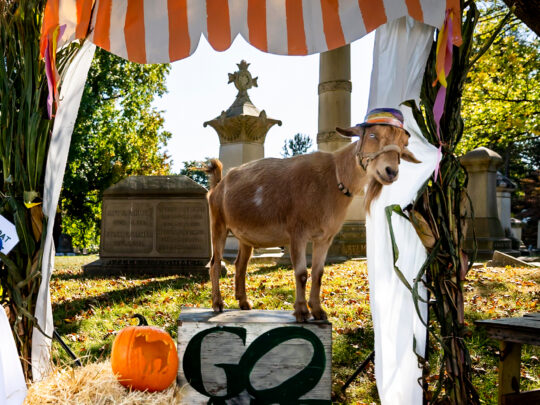 A brown goat wearing a colorful hat stands on a raised wooden platform framed by cornstalks and an orange-and-white striped canopy, with historic cemetery monuments in the background.