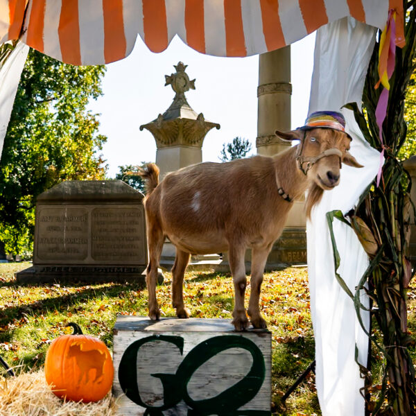 A brown goat wearing a colorful hat stands on a raised wooden platform framed by cornstalks and an orange-and-white striped canopy, with historic cemetery monuments in the background.
