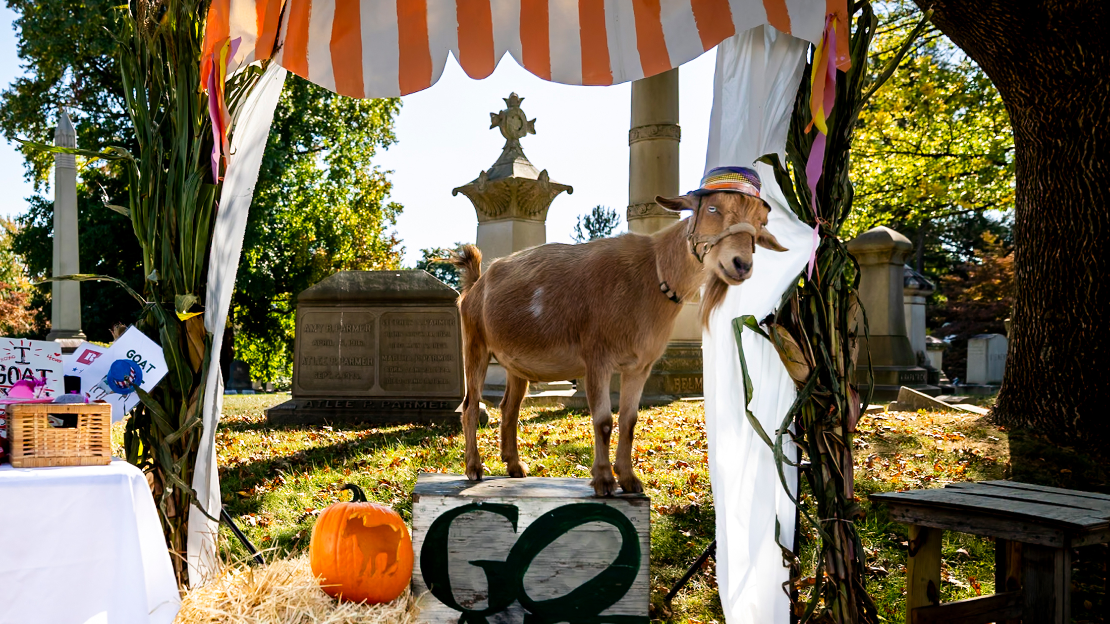 A brown goat wearing a colorful hat stands on a raised wooden platform framed by cornstalks and an orange-and-white striped canopy, with historic cemetery monuments in the background.