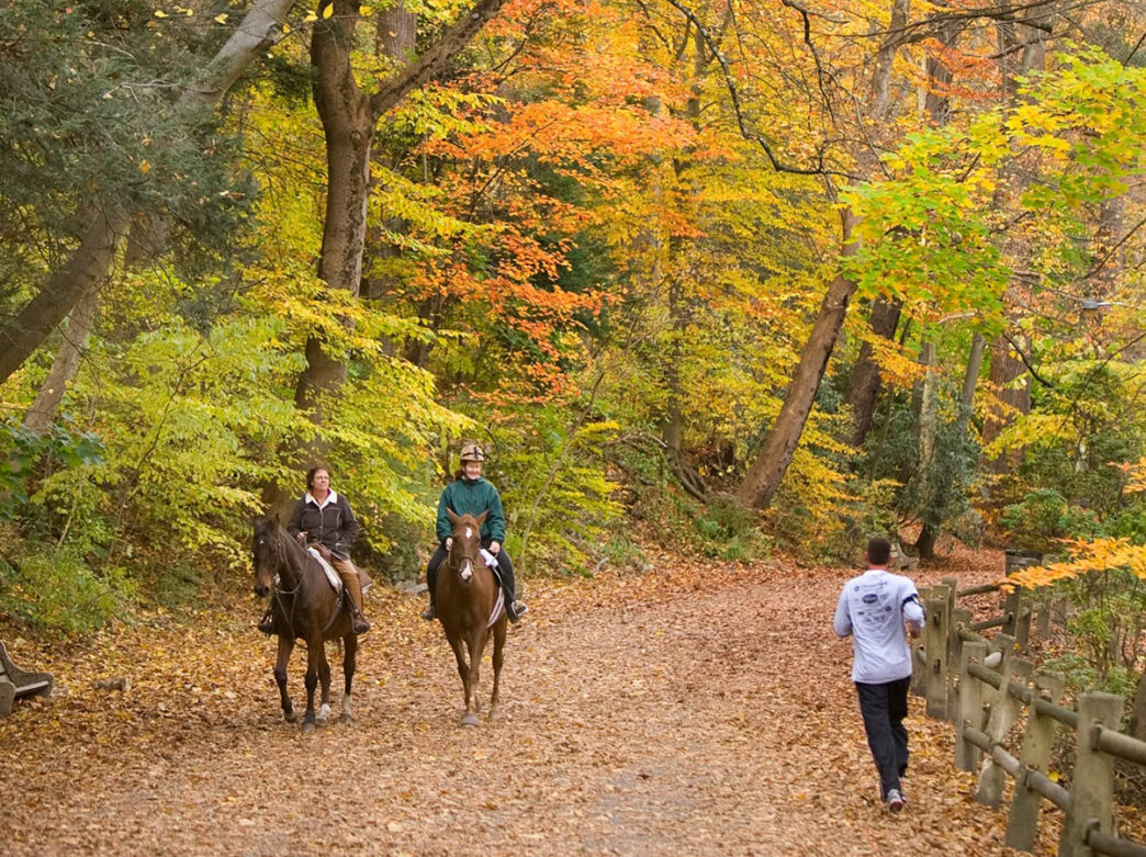 Two horseback riders travel along a leaf-covered trail, surrounded by trees displaying vibrant yellow, orange and green fall foliage, as a jogger approaches.
