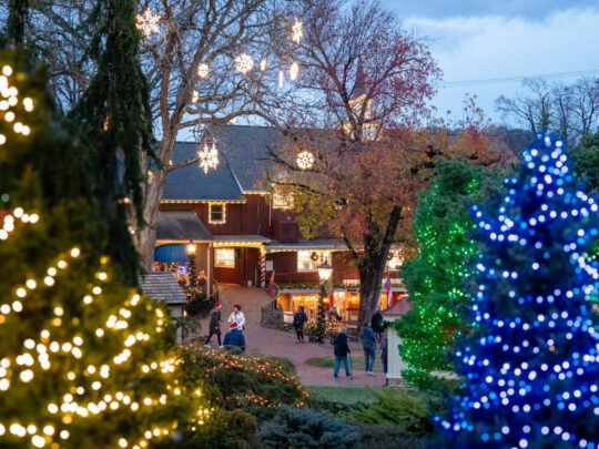 Christmas trees decorated with blue, green and white lights frame a walkway at Peddler's Village, where visitors explore the festive holiday display at dusk.